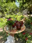 Traditional Egyptian countryside Tea with ment | Egypt For Travel
